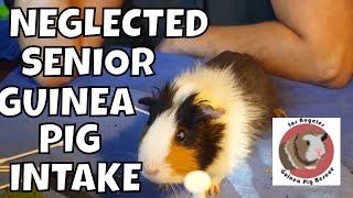 Very Sad Neglected Guinea Pigs Rescued and Finally Safe [upl. by Notecnirp]