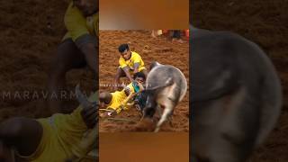 நண்பன்🤍  ஜல்லிக்கட்டு 2024 shorts jallikattu trending [upl. by Mloc982]