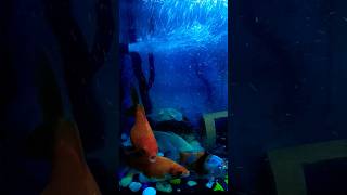 fish home aquariumtraicabetta guppy fish aquriumfans aquarium aquariumchannel fishtank koi [upl. by Athene]