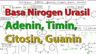 Basa Nitrogen Timin Adenin Citosin Guanin Urasil [upl. by Solis]