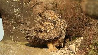 Amazing Footage of Eurasian Eagle Owl Preening in the UK  Discover Wildlife  Robert E Fuller [upl. by Nnainot]