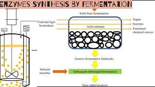 Enzymes synthesis by fermentation [upl. by Ahsinet367]