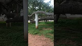 pillala marri park in mahabubnagar short [upl. by Enirak29]