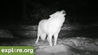 Best Of Wolf Cam  Playing Fighting amp Howling [upl. by Issiah]