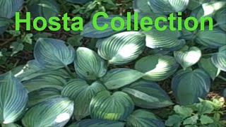 Hosta Collection At My Woodland Hosta Garden [upl. by Mizuki]