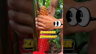 Shampoo Ginger Plant 😱😱 shortsvideo shampoo ginger [upl. by Norrek837]