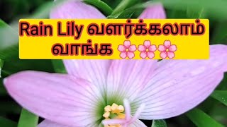 Rainlily🌸🌸Rainlily madithottam rainlilyflower plants easycareplants rainflower terracegarden [upl. by Hewart942]