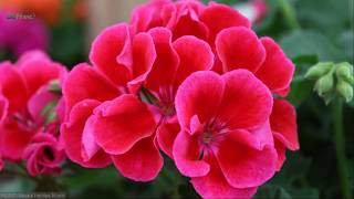 9 Awesome Uses and Benefits of Geranium Essential Oil [upl. by Idelia900]