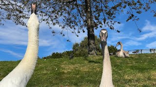 Cob warning his juvenile Swans to back off [upl. by Ihdin16]