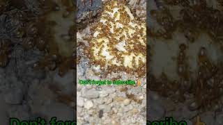 Tons of Argentine ants eating corn pop ants insects shortvideo [upl. by Zoba869]