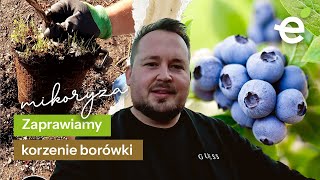 MIKORYZA do borówki amerykańskiej Stosować czy nie stosować BorówkowaJesień [upl. by Fitzger]