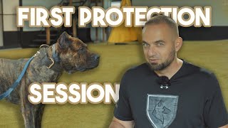 Presa Canario Protection Assessment [upl. by Minni]