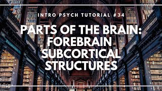 Parts of the Brain Forebrain Subcortical Structures Intro Psych Tutorial 34 [upl. by Anett]