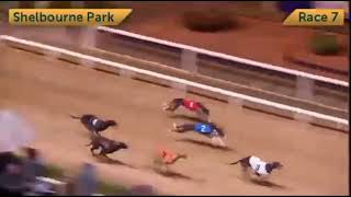 Bockos Diamond  BoyleSports Irish Greyhound Derby Semi Final [upl. by Seda61]