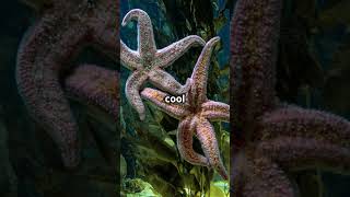 Amazing Starfish Can Regrow Limbs🎆 [upl. by Pergrim]