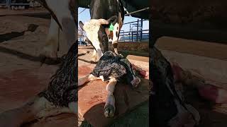 Farmingdale dairy dairyscowcalfcowvideo animals 🐄 [upl. by Ng]