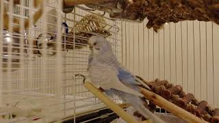 Cute Budgie Preens Her Feathers with Natural Oil [upl. by Okier]