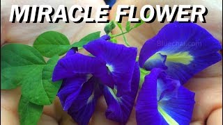 Blue Butterfly Pea Flower  BLUE RICE amp TEA Healthy MiracleTea Herbal [upl. by Ayo]