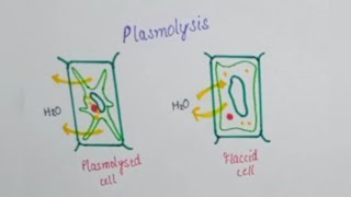 Plasmolysis PlasmolysedFlaccid and Turgid cellsEasy [upl. by Rep292]