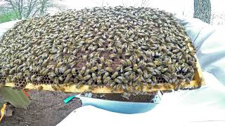 Installing a nuc of honey bees into Apimaye beehive [upl. by Micro]