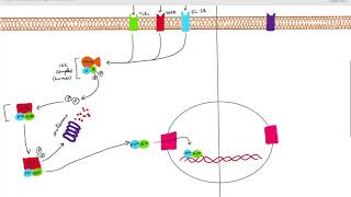 Activation of NFkB [upl. by Bernelle553]