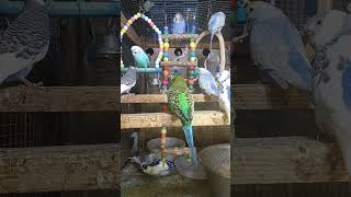 Listen morning sounds of budgies for 1 hour [upl. by Bonnell48]