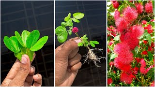 Best amp simple way to grow calliandra plant at home  Best technic for gardening [upl. by Ahsiaa]