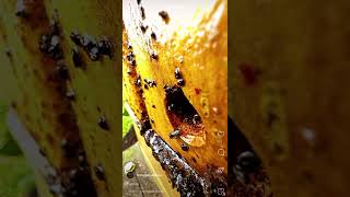 Australian Native Stingless Bees [upl. by Stieglitz]