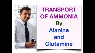 Transport of Ammonia by Alanine and Glutamine [upl. by Leandra]