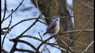 Eurasian Nuthatch singing  Kleiber singt [upl. by Couhp780]