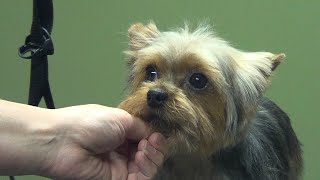 How to Groom A Yorkie Puppy Cut Yorkshire Terrier  DoItYourself Dog Grooming [upl. by Ayhtin]