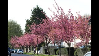 Blossom Day W4 [upl. by Atinej356]