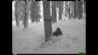 Wolverine and marten caught on camera in Idaho [upl. by Sacksen512]