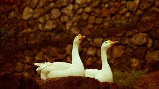 Domestic Ducks Quacking  Free Sound Effects  Animal Sounds [upl. by Sigismondo]