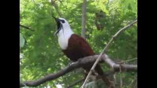 Araponga tricaronculé ThreeWattled Bellbird au Costa Rica [upl. by Nnairb878]