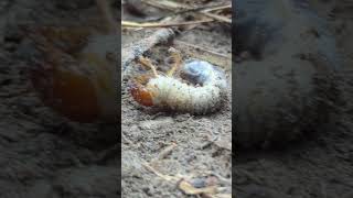 Two large beetle larvae likely from a species like the June beetle or Japanese beetle [upl. by Henriette491]