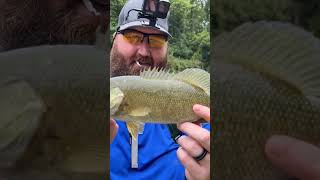 Hellgrammite catches a finicky smallmouth bass fishing smallmouthbass youtubeshorts [upl. by Allenaj]