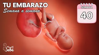 ❤️ Semana 40 de embarazo 🤰 Síntomas consejos y desarrollo del bebé  El embarazo semana a semana [upl. by Ennovihs841]