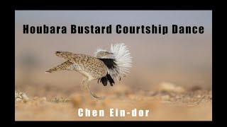 Houbara Bustard Courtship Dance  חוברה מדברית בריקוד חיזור [upl. by Nelie888]