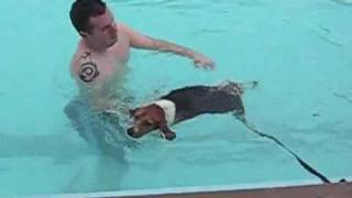 Beagle in a Swimming Pool Can beagles swim [upl. by Hploda488]