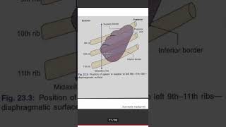 spleen  johari mbbs Medical my life essential of Medical Science tcml anatomy mbbs mbbsnotes [upl. by Gerdeen]