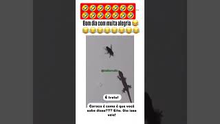 Treta dos bichos 🤣🤣memes humor comedia viralshorts [upl. by Essyle]