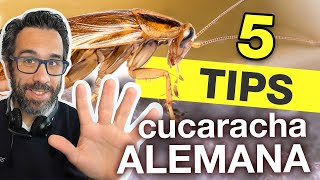 5 TIPS PARA CONTROLAR BLATTELLA GERMANICA O quotCUCARACHA ALEMANAquot [upl. by Wolfie]