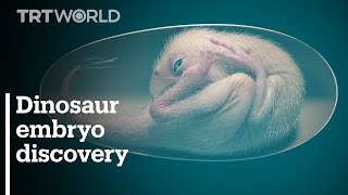 Scientists in China discover rare perfectly preserved dinosaur embryo [upl. by Airt722]