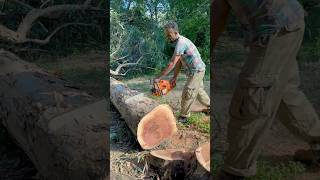 Efsane Motorlu Testere Husqvarna 365 motorlutestere chainsaw [upl. by Udella461]