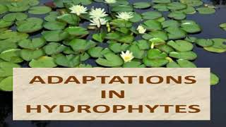 Adaptations of Hydrophytes [upl. by Suivatra803]