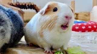 Guinea Pig Floor Time Vlog Squeaking and Popcorning Guinea Pigs [upl. by Etnahc]