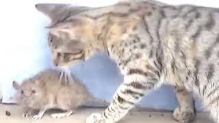 Increible pelea de gato vs rata TERMINA MAL [upl. by Itnahs]