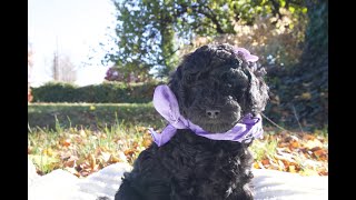 Temperament Testing for Hazel – Female Black Moyen Poodle Puppy  Funny Farm Poodles amp Doodles [upl. by Geoffry421]