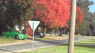 Pretty Chinese Pistachio Trees Flaming Autumn Foliage [upl. by Naol57]